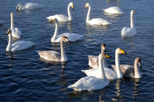 Зимовка лебедей на озере Светлом