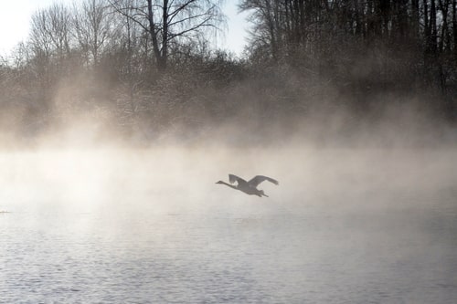 Зимняя природа Лебединого озера