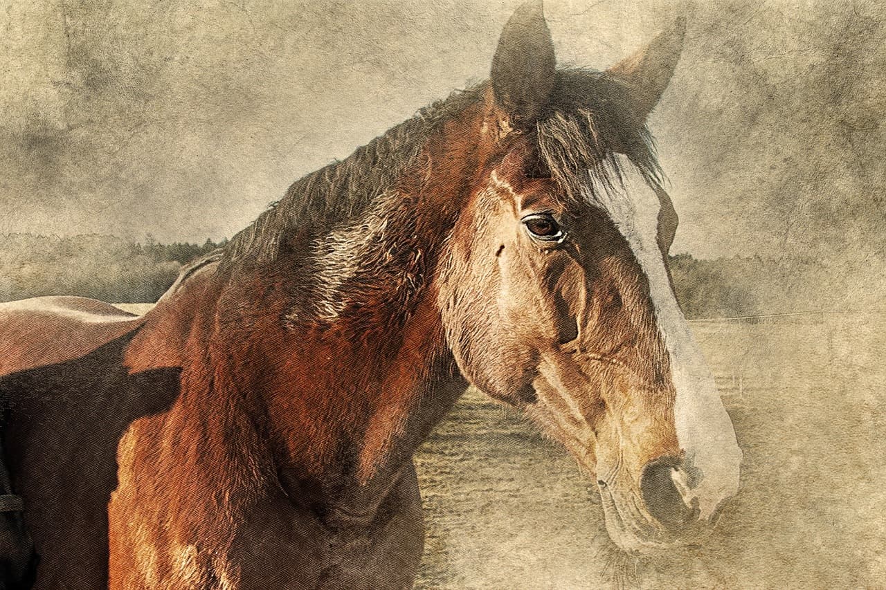 Конь – красивый и могучий труженик деревни